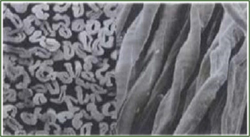 Fabric image 8